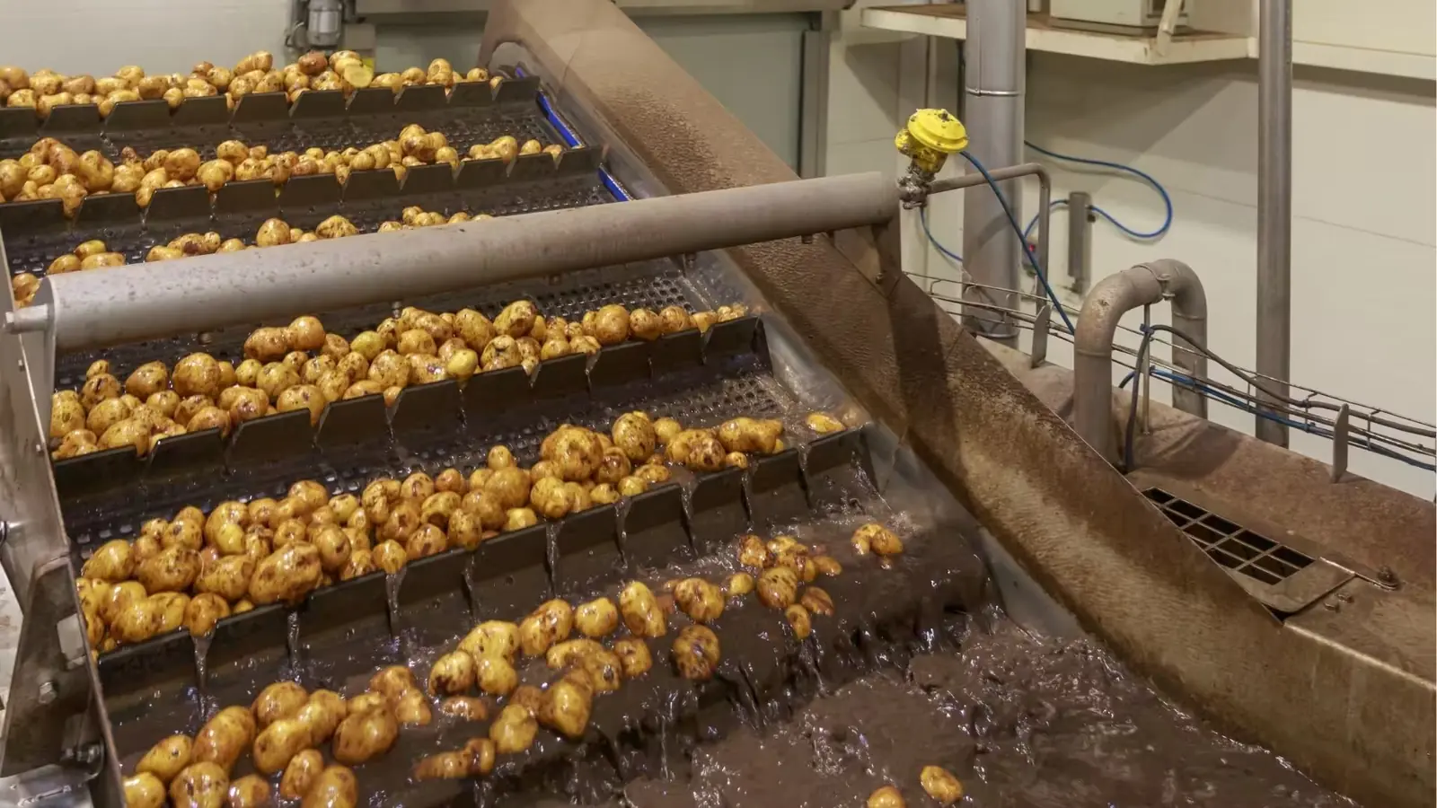 Aardappelen op een transportband in een waslijn van een verwerkingsbedrijf